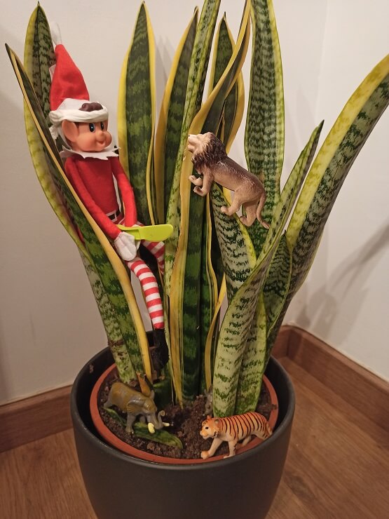 El elfo de Navidad en medio de la selva amazónica.